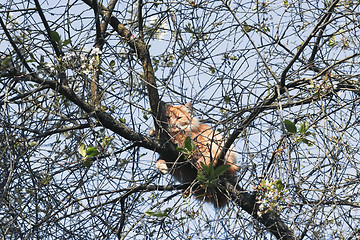 Image showing Cat On A Tree Branch On A Spring Morning