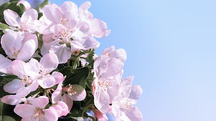 Image showing Spring Blossom Flowers Against A Blue Sky 