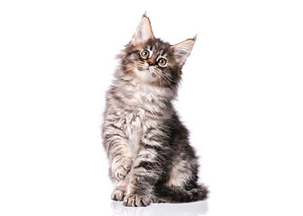 Image showing Maine Coon kitten on white