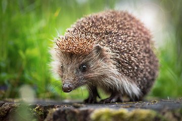 Image showing Young hedgehog in forest