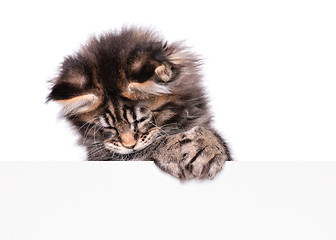 Image showing Maine Coon kitten with blank