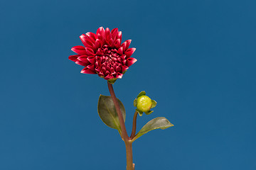 Image showing Blooming flower Dalia