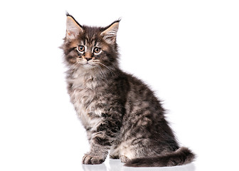 Image showing Maine Coon kitten on white