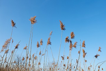 Image showing Reed at a lakeside