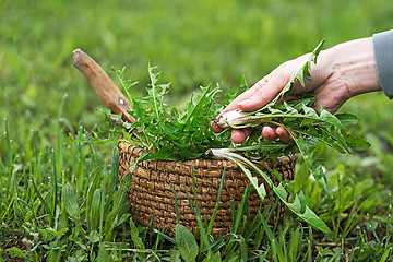 Image showing Dandelion