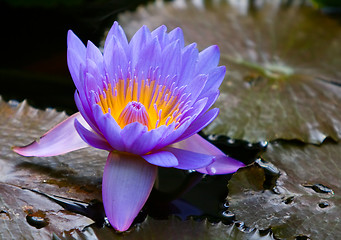 Image showing Blue Water Lily