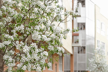 Image showing Blooming cherry tree in front of a modern building