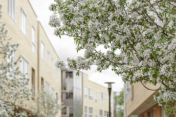 Image showing Blooming trees in a spring city