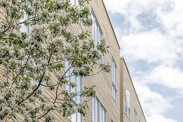 Image showing Blooming tree and blue sky reflecting in windows