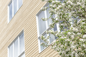 Image showing Blooming tree and windows of a modern building