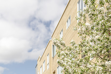 Image showing Fresh air and blooming trees in the city