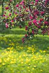 Image showing Vibrant pink tree blossom and dandelion lawn