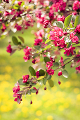 Image showing Bright pink apple tree blossom