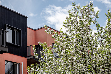 Image showing Blooming tree, pink building, and blue sky