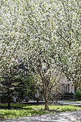 Image showing White blooming tree growing in the patio