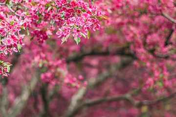 Image showing Beautiful blooming pink spring garden