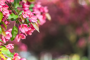 Image showing Delicate pink apple tree blossom