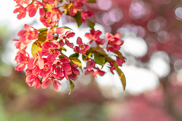 Image showing Bright pink apple tree blossom