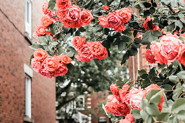 Image showing Orange wild roses blooming in front of brick buildings