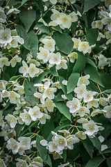 Image showing Background of white jasmine flowers