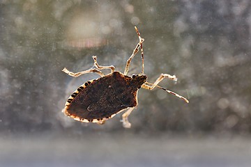 Image showing Stink bug closeup on the window