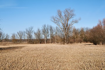 Image showing Dry autumn meadow