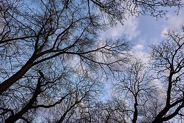 Image showing Bare tree branches