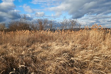 Image showing Dry autumn meadow and bushland