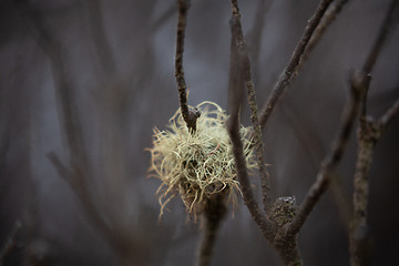 Image showing Plant life after bush fires in Australia