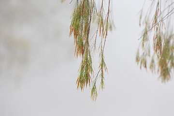 Image showing Weeping tree with beads of glistening water on a foggy morning 