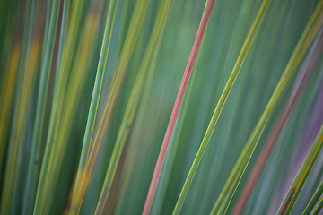 Image showing Grass tree abstract background