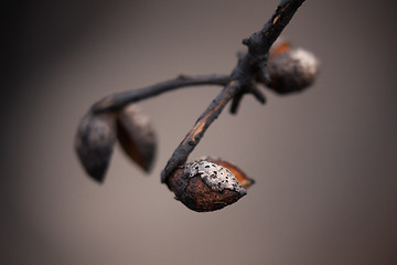 Image showing Seed pod opens after bush fires