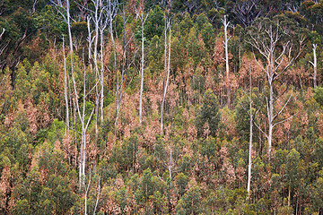 Image showing Burnt and unburnt bushland of Blue Mountains after bush fires