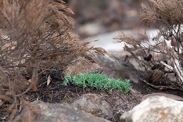 Image showing This green plant stands out among the burnt vegetation