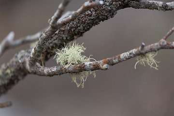 Image showing Tentacles of hairy moss survivce after bush fire