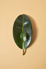 Image showing Leaves of evergreen tropical plant on a beige background.