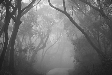 Image showing Misty road through Blue Mountains