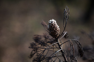 Image showing Seed pod opening after bush fires in Australia