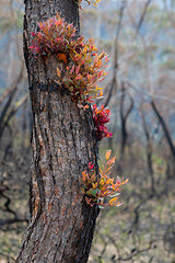 Image showing Epicormic leaf growth from a burnt tree trunk triggered after bu