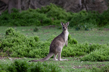 Image showing Kangaroo in green bush land