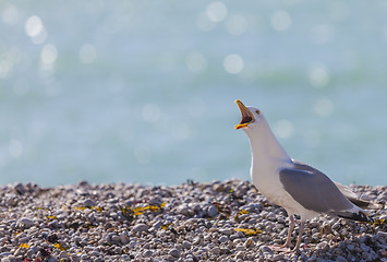Image showing Seagull Shouting on the Rocky Beach in Normandy