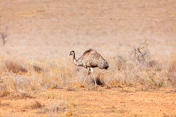 Image showing Emu Bird in Australia