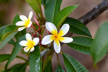 Image showing white and yellow frangipani flower