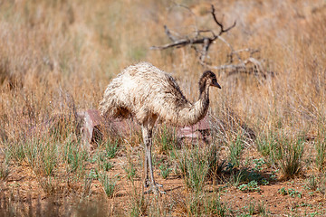 Image showing Emu Bird in Australia