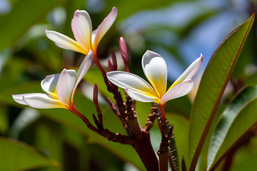 Image showing white and yellow frangipani flower