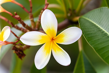 Image showing white and yellow frangipani flower