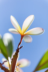 Image showing white and yellow frangipani flower