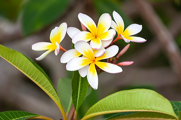 Image showing white and yellow frangipani flower