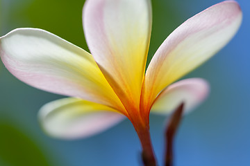 Image showing white and yellow frangipani flower