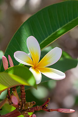 Image showing white and yellow frangipani flower